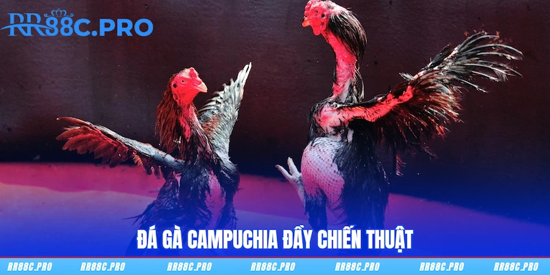 Đá gà Campuchia đầy chiến thuật Đá gà Campuchia đầy chiến thuật