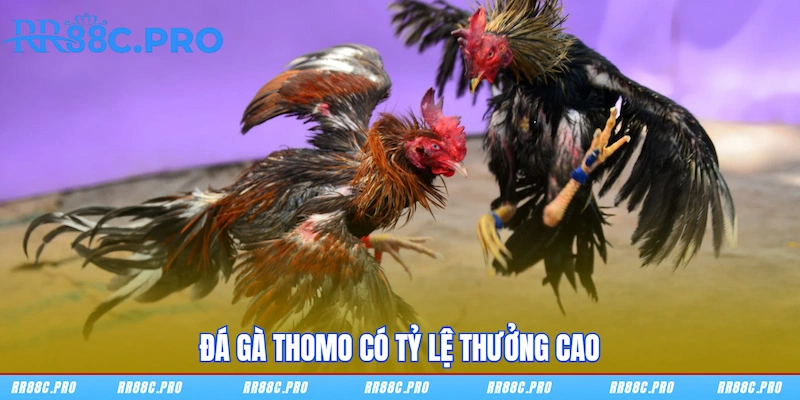 Đá gà Thomo có tỷ lệ thưởng cao