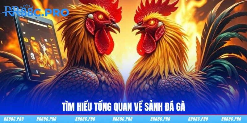 Tìm hiểu tổng quan về sảnh Đá gà RR88 Tìm hiểu tổng quan về sảnh Đá gà RR88